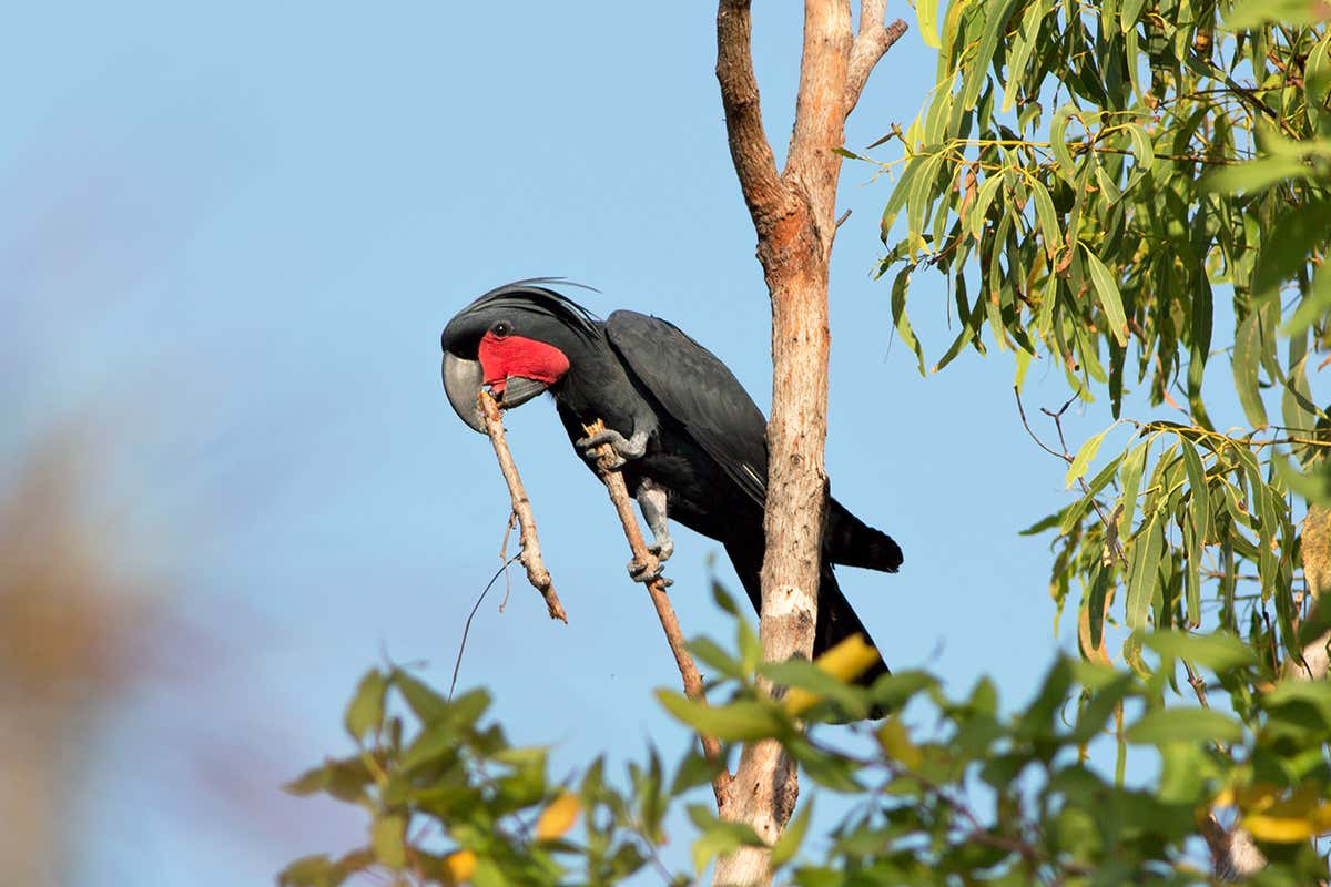 A male cockatoo with a stick