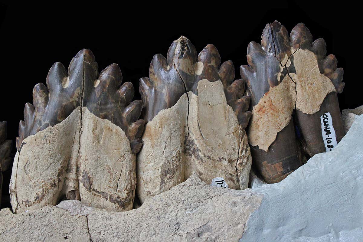 Teeth of Coronodon havensteini