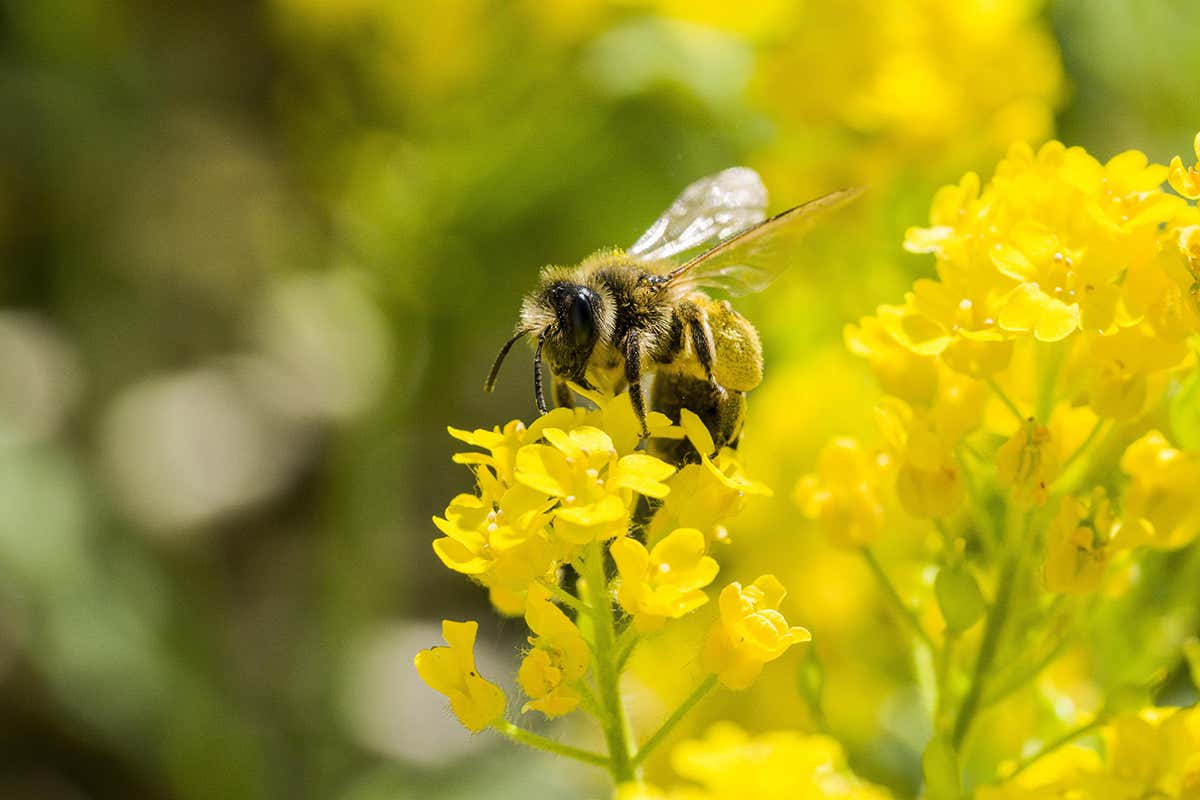 Bee on yellow flowers