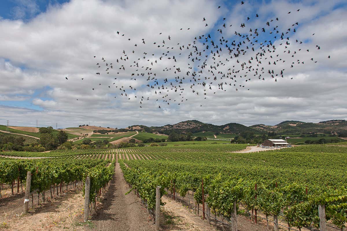 Birds flying over vineyard