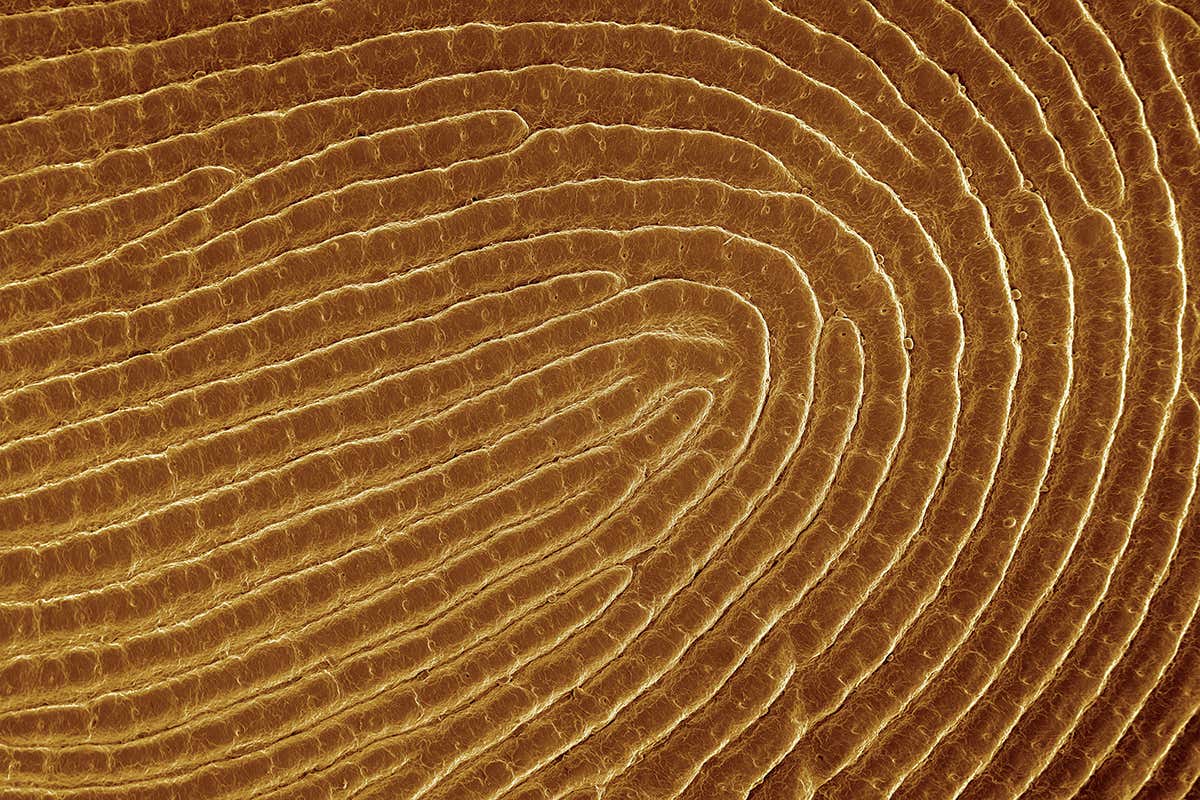 Close-up of a fingerprint