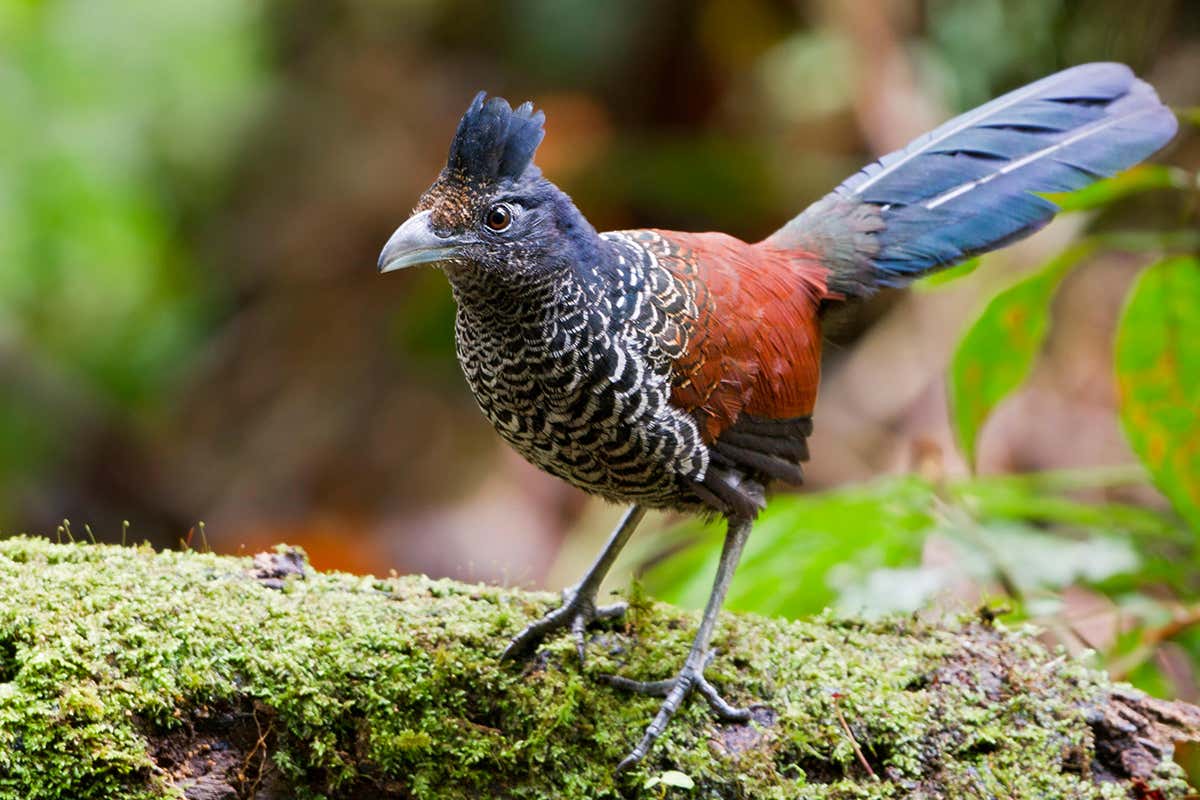 Banded Ground-Cuckoo (Neomorphus radiolosus) perched on a branch in Ecuador, South America.