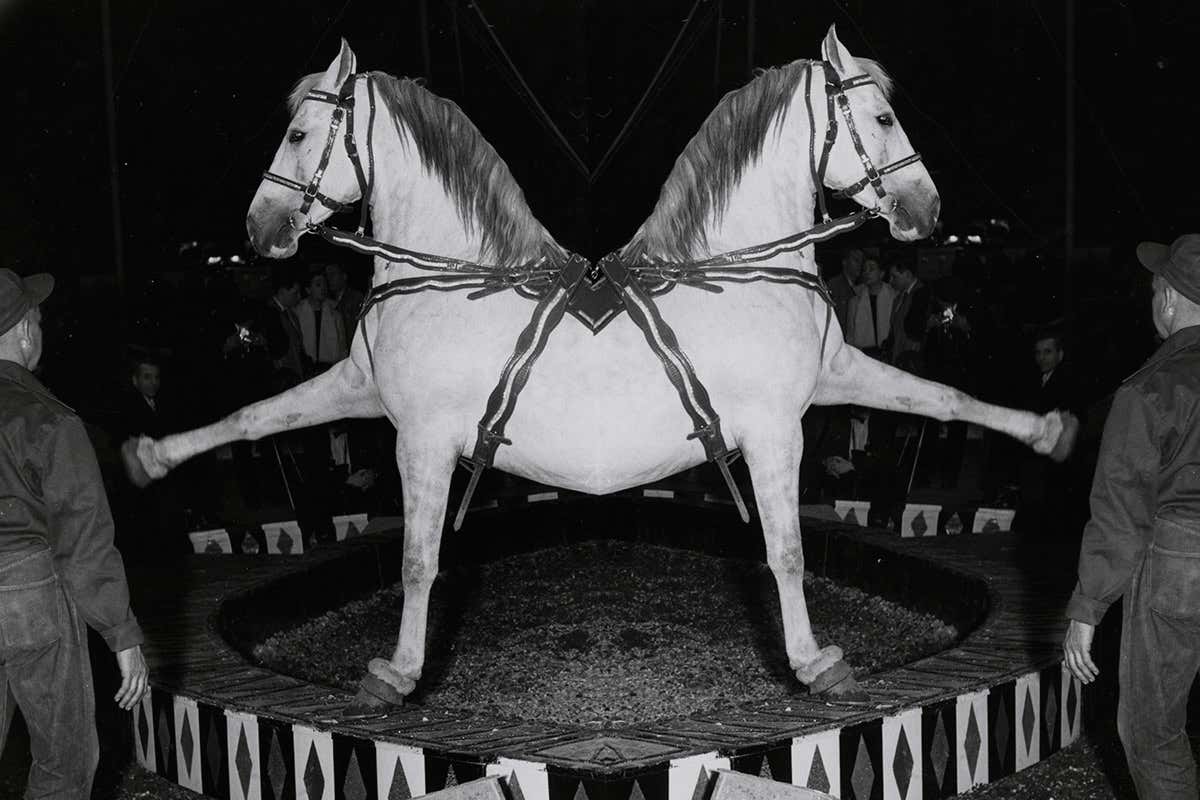 A horse with two heads