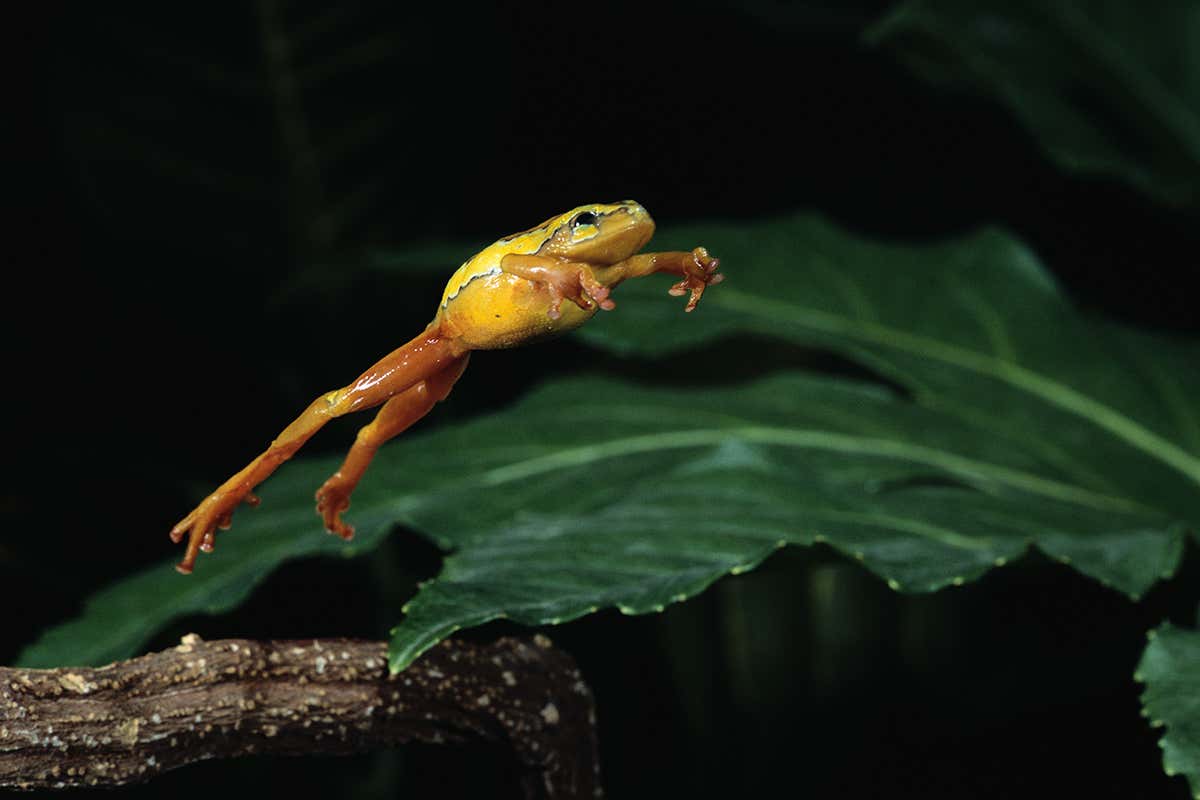 Demise of dinosaurs opened the doors to the age of tree frogs