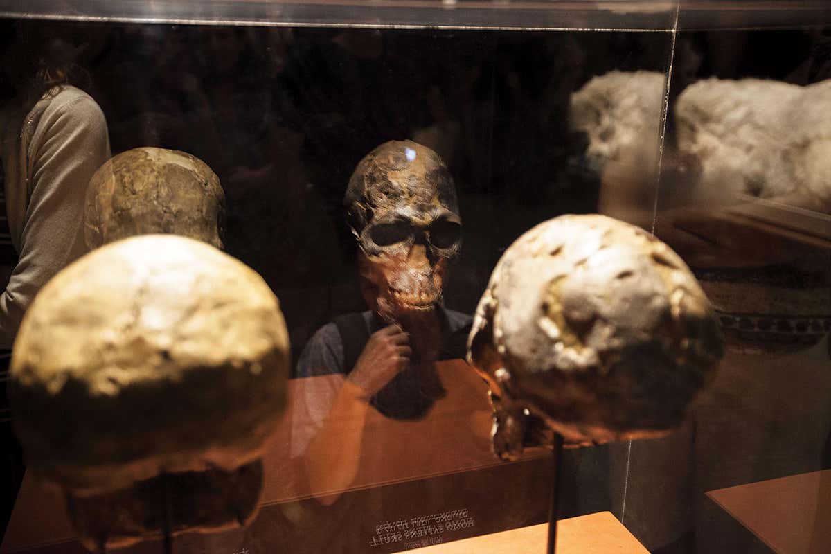 Ancient human skulls