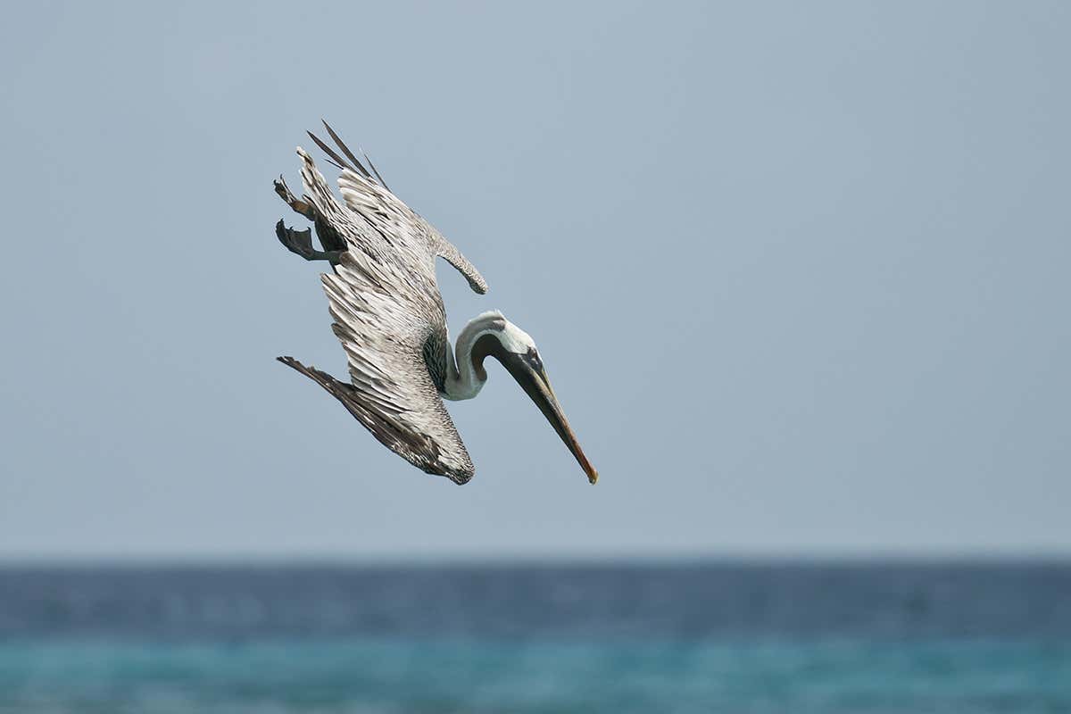 Pelican diving
