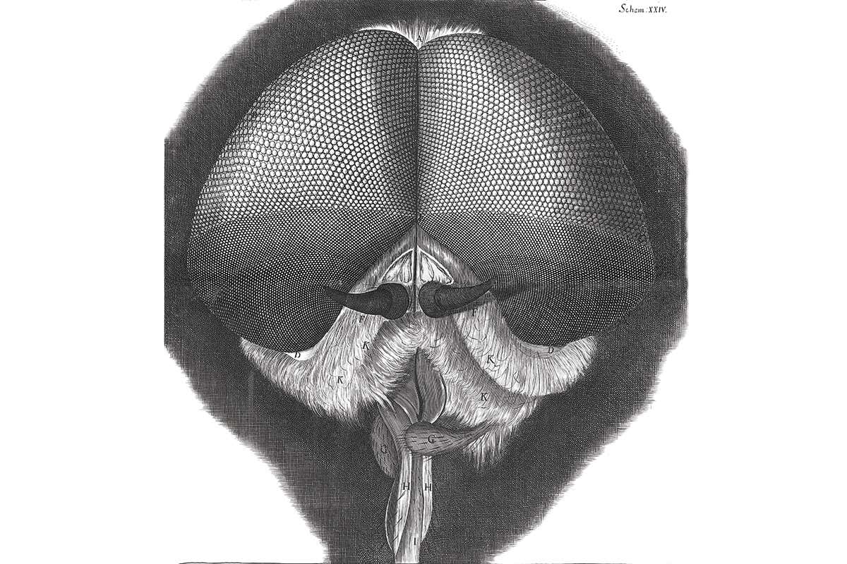 Micrographia 1