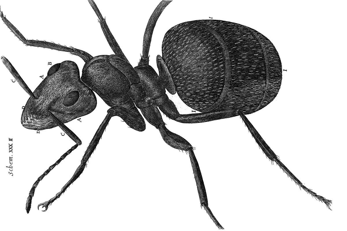 ant