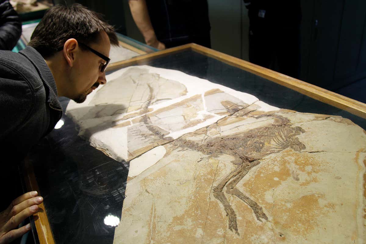 Curator Adam Smith examines the Sinosauropteryx