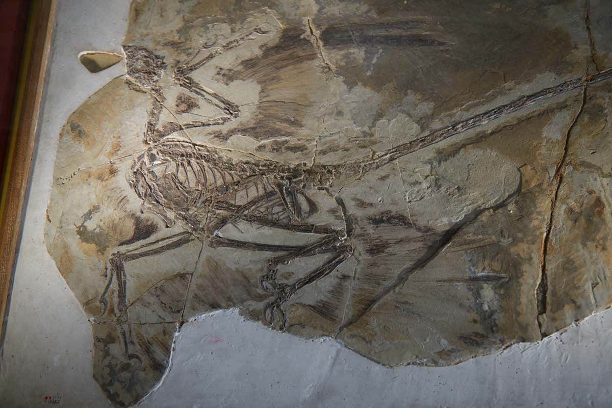 Fossil of Microraptor gui