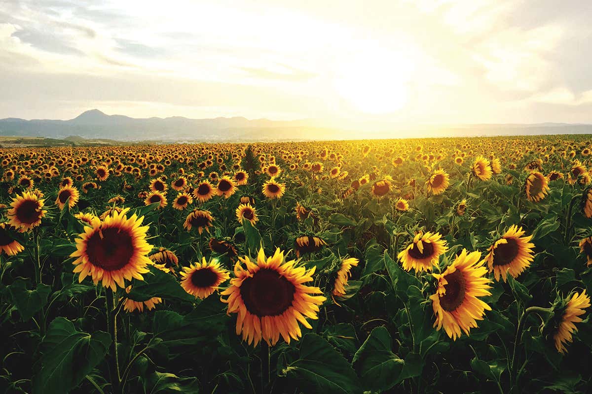 Field of sunflowers