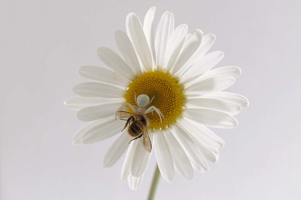 crab spider on a flower