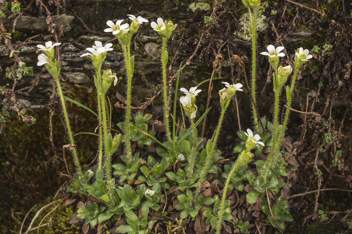 Flowering scree Saxifrage – an Alpine plant