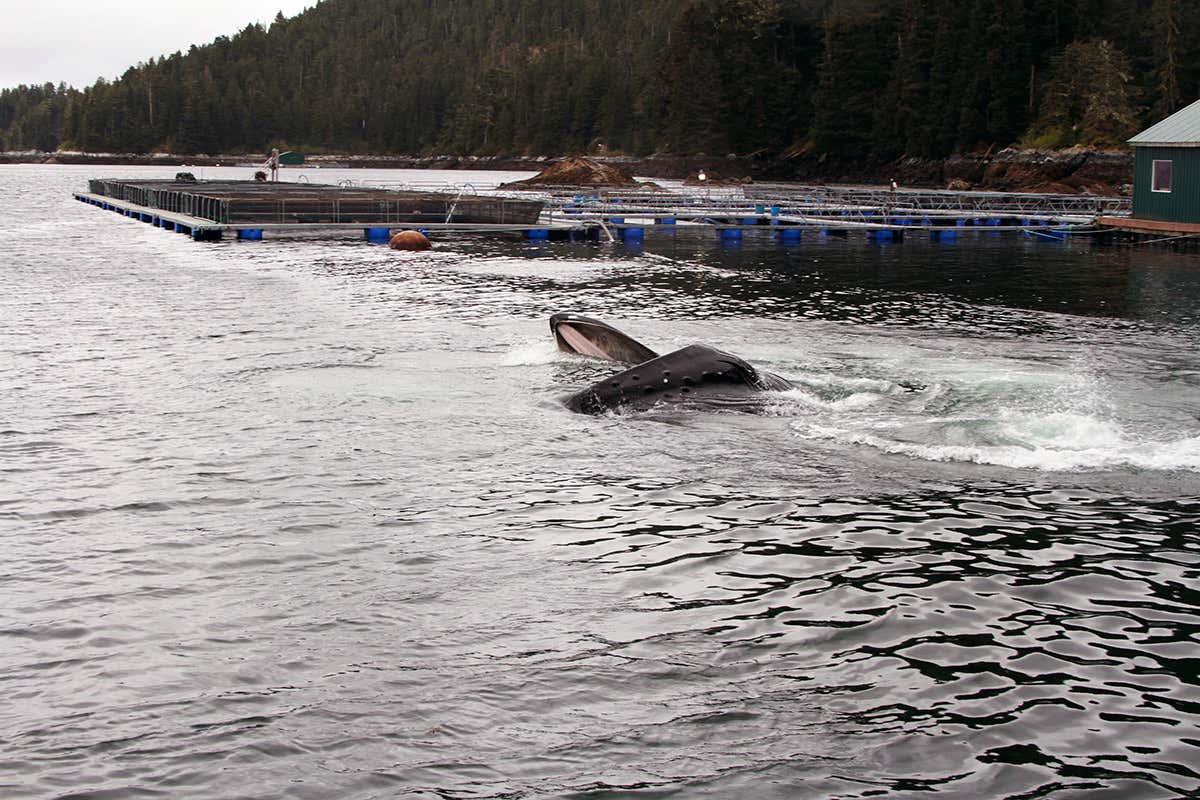 humpback whale feeding next a salmon hatchery