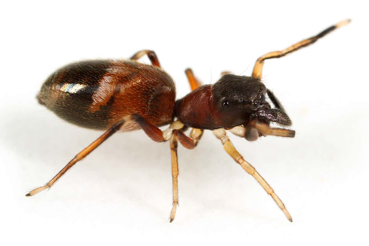 An ant-jumper spider