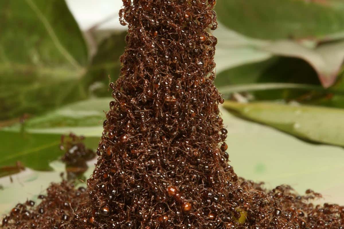 Fire ants building a tower