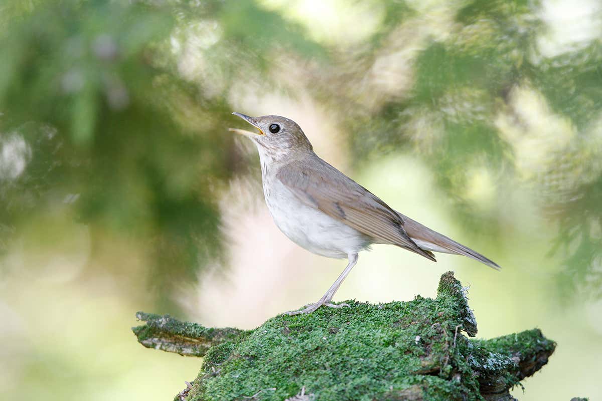 A veery thrush in the midst of singing its swinging song