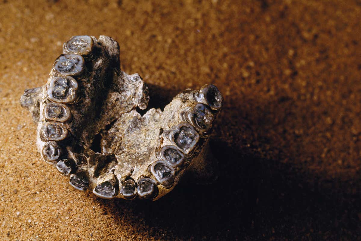 fossil teeth