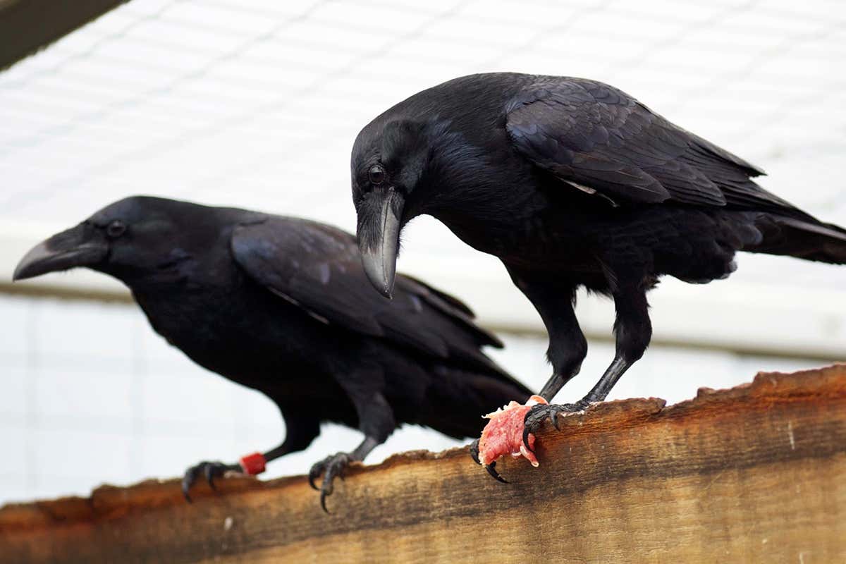 Ravens
