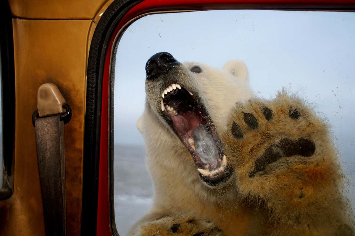 Snarling polar bear at window