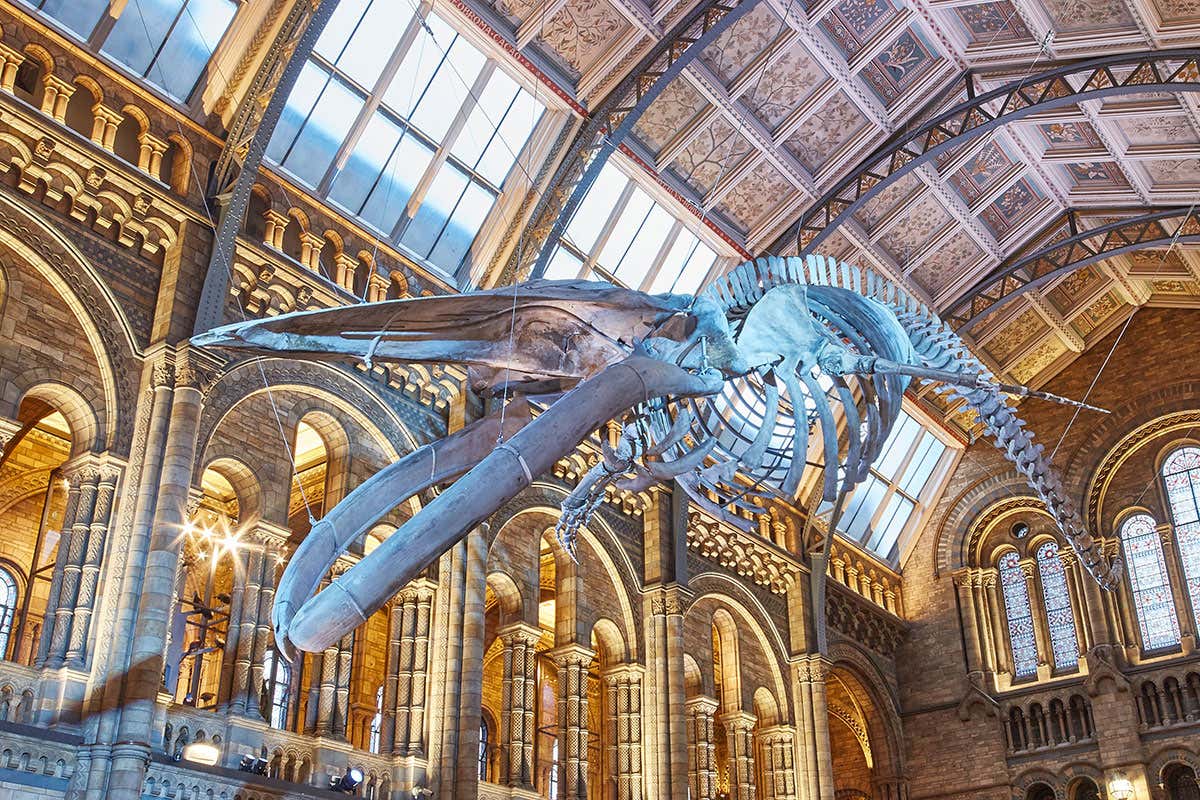 blue whale skeleton suspended from the ceiling