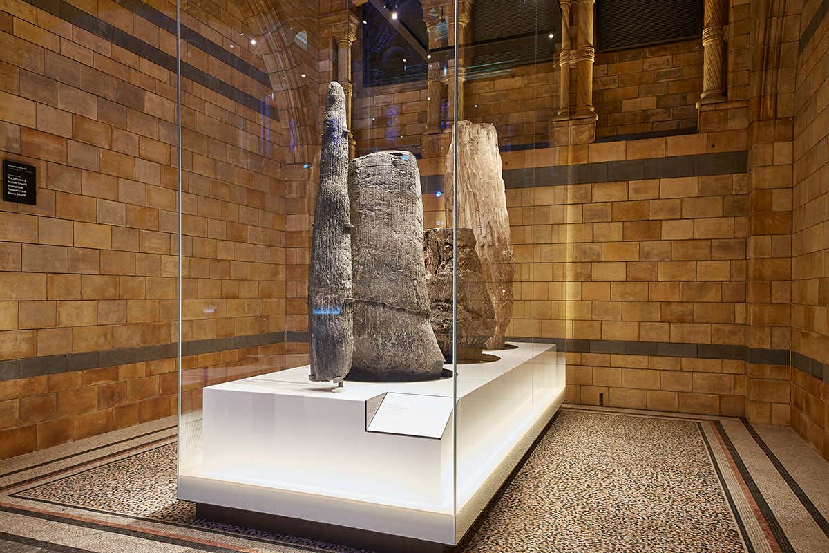 The trees of wonder bay