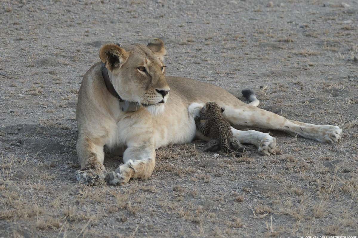lioness suckling a leopard