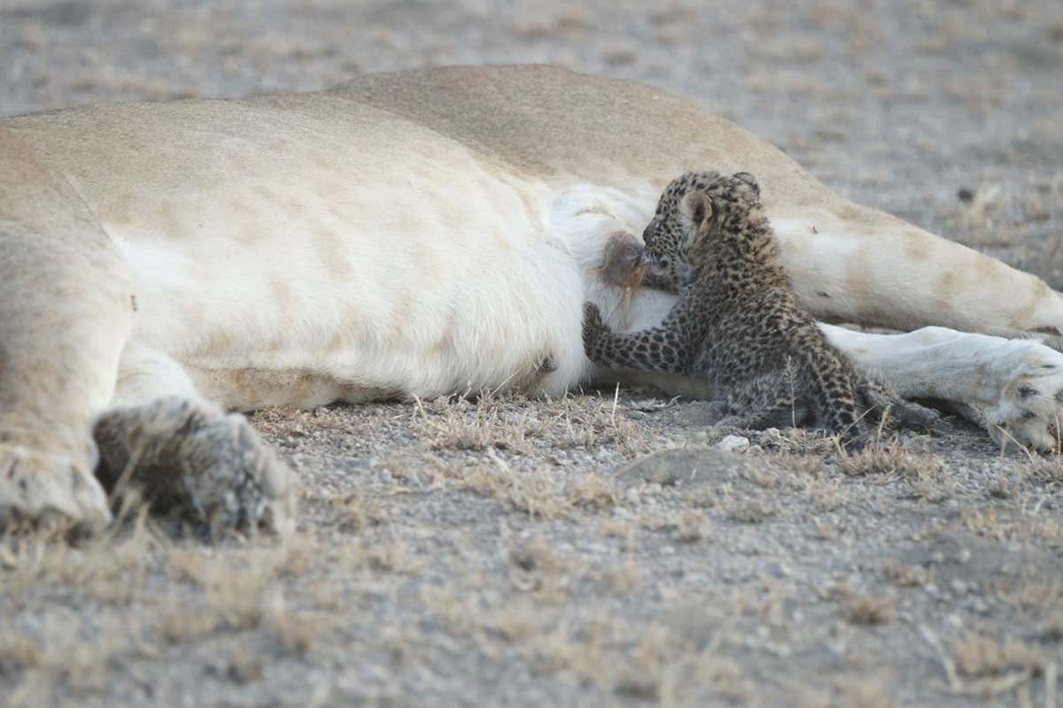 lioness suckling a leopard