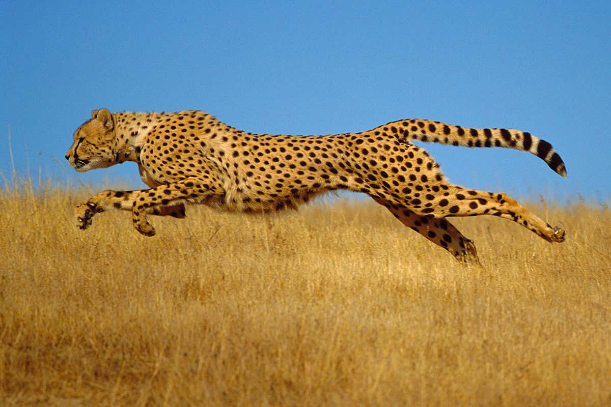 cheetah running