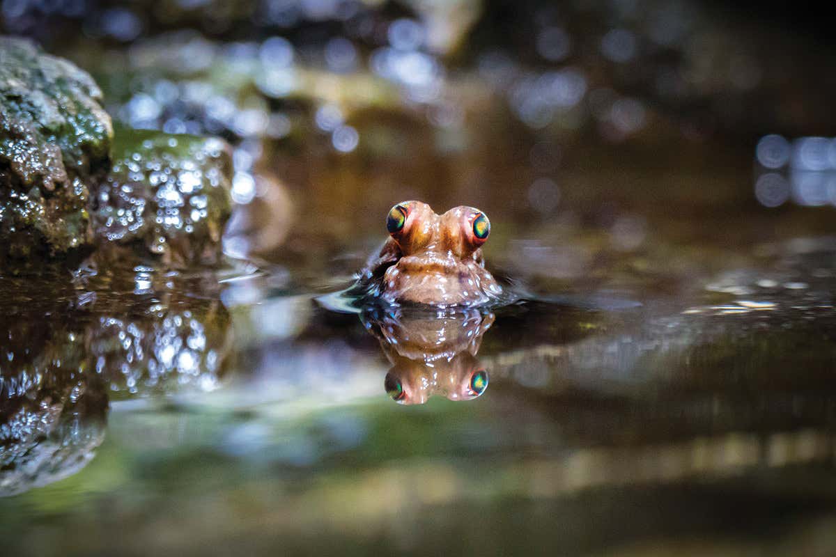 mudskippers