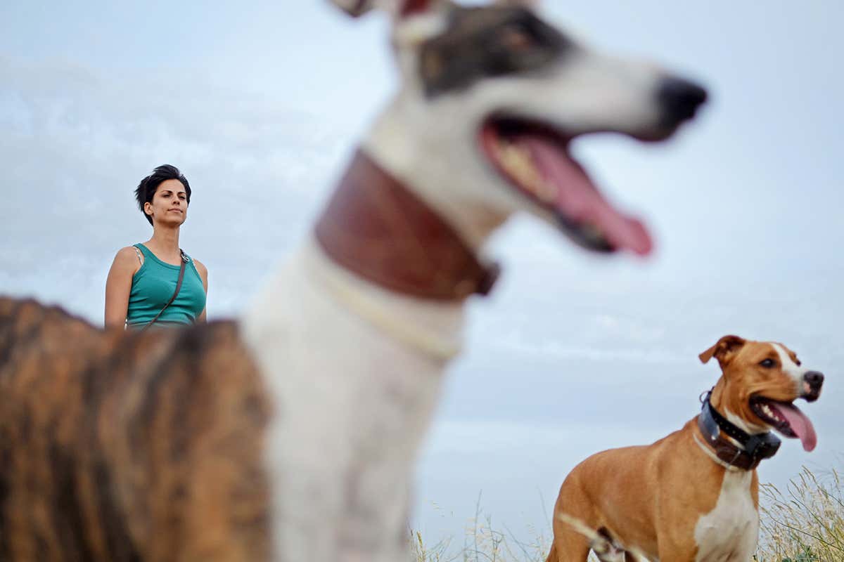 First dogs may have been extremely sociable wolves