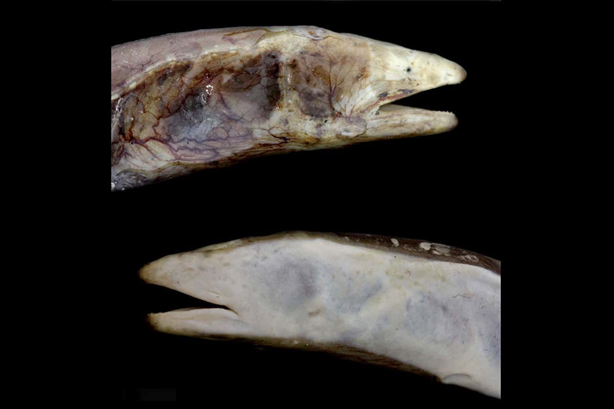 Mud eel's wonky body may help it ambush prey