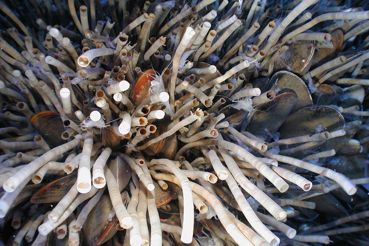 New Scientist. Science news and long reads from expert journalists, covering developments in science, technology, health and the environment on the website and the magazine.