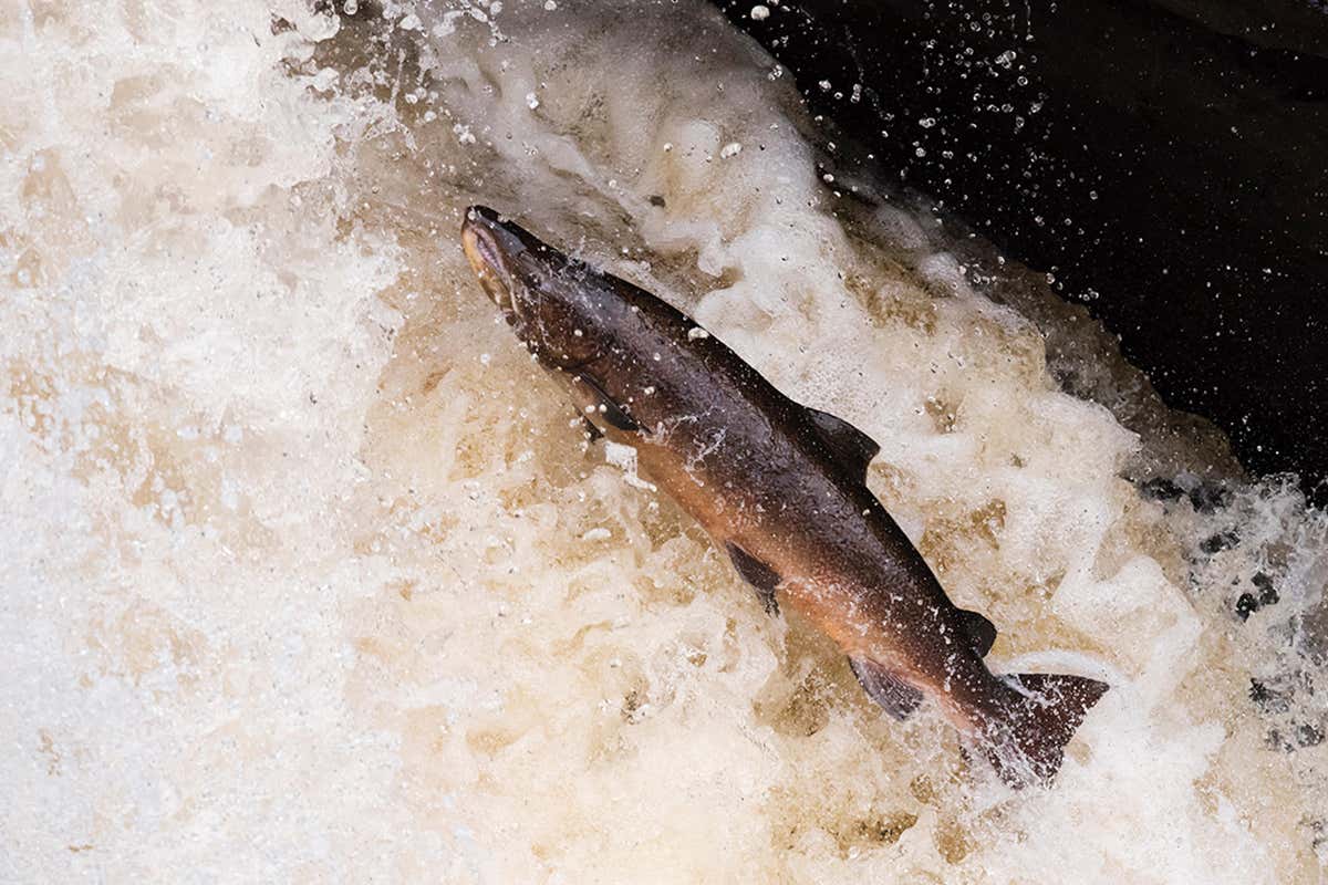 A salmon swimming upriver to spawn