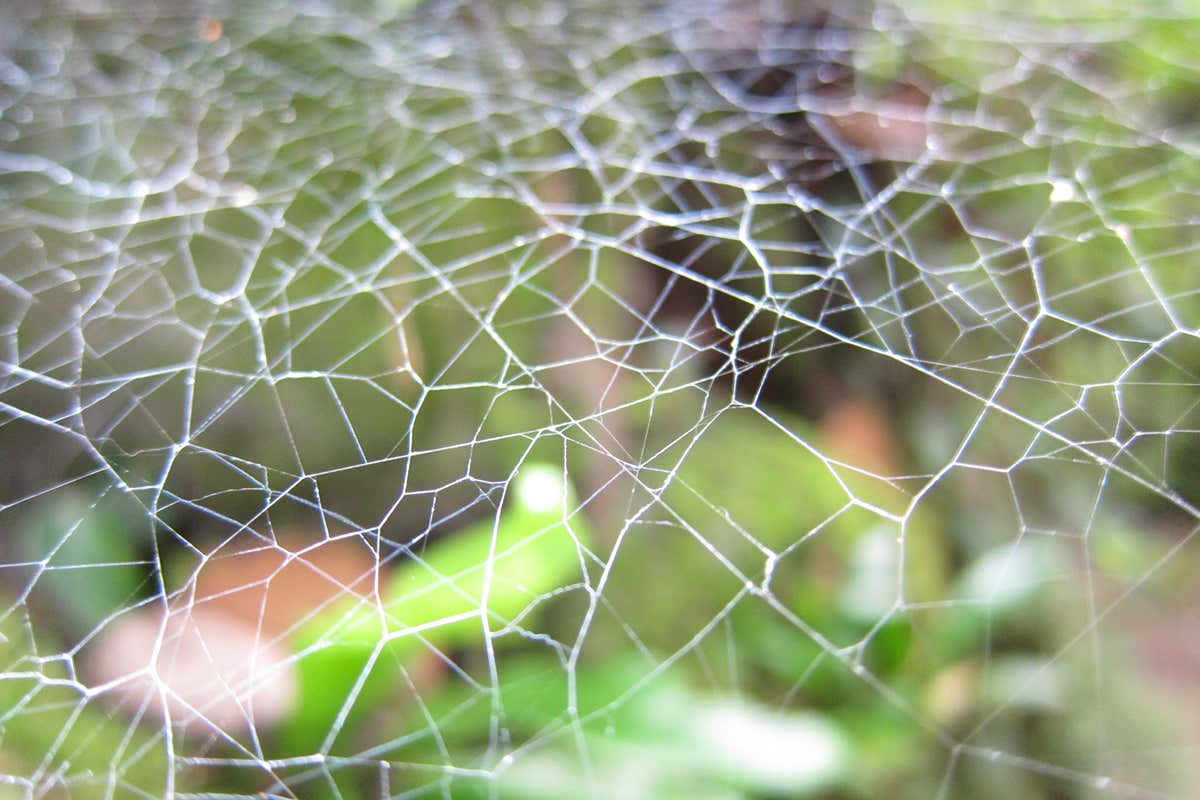 Spider's web uses optical illusion to lure nocturnal moths