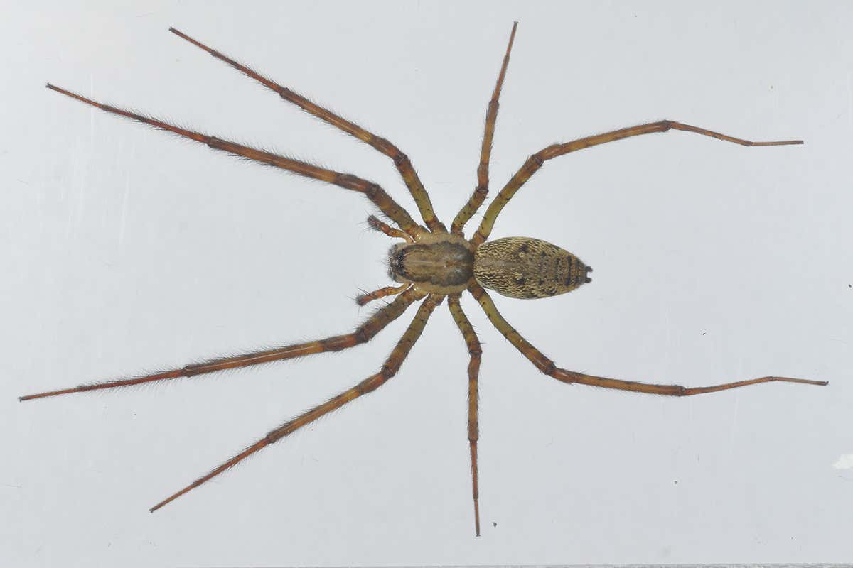 A female Psechrus spider