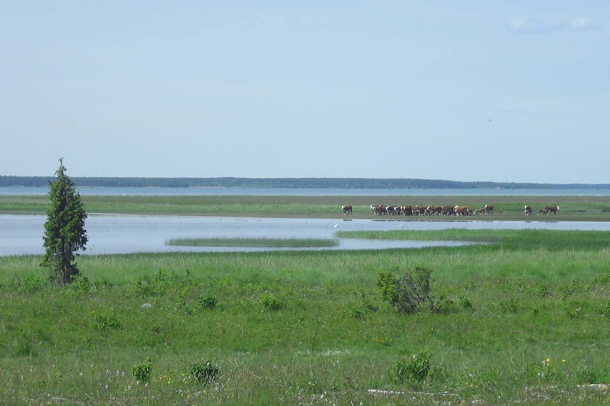 Restored alvar grassland