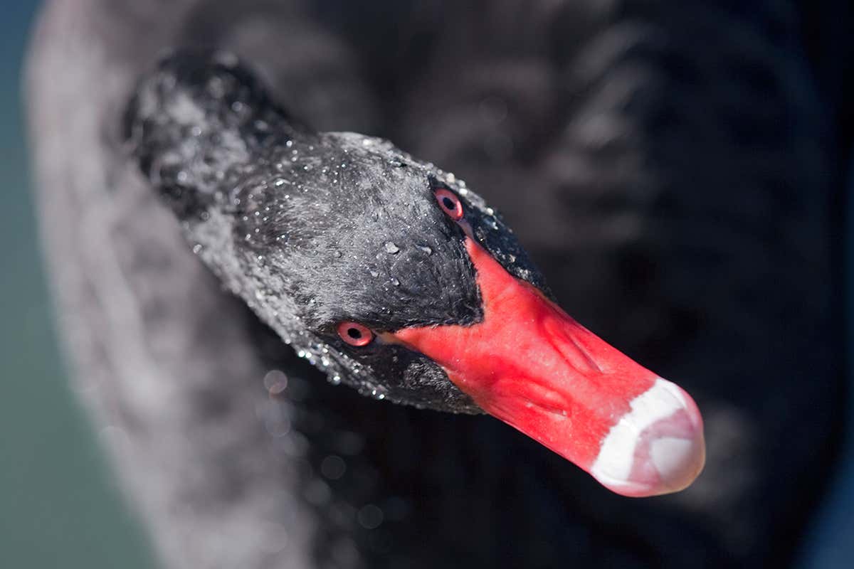 Australian black swan