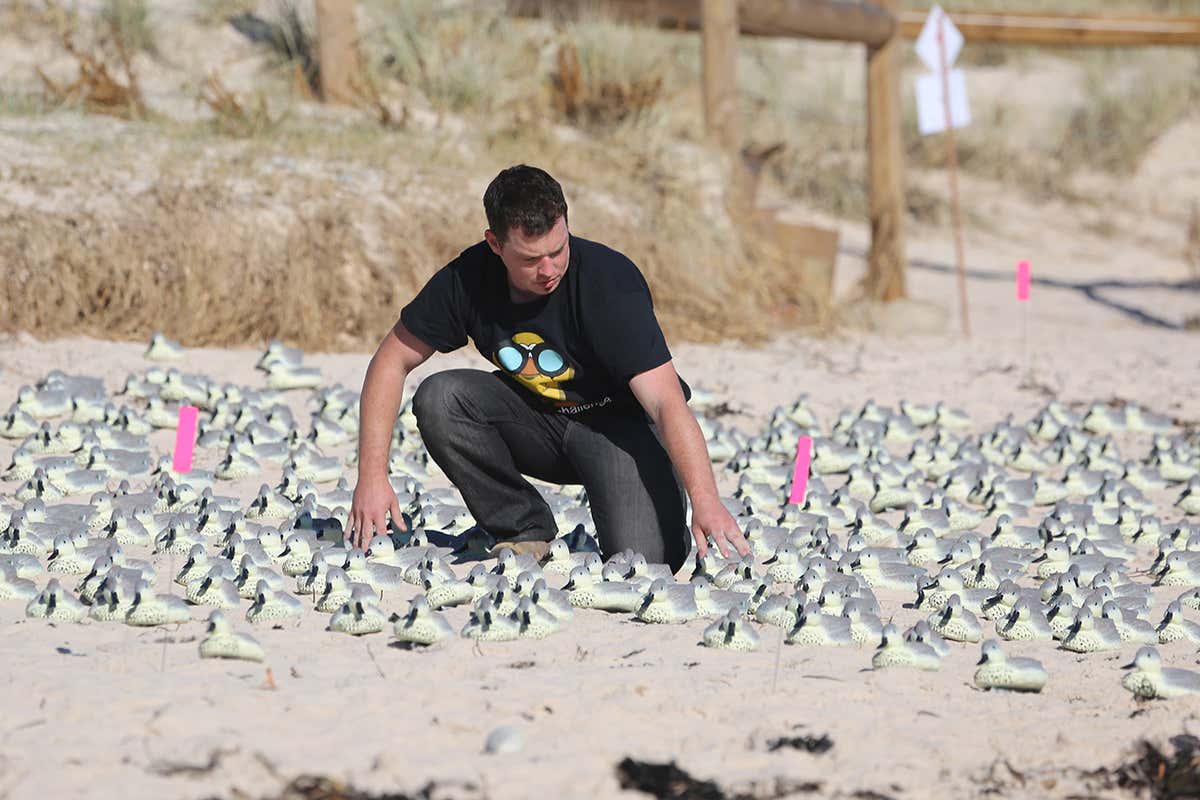 Man amid cluster of fake ducks on the sand