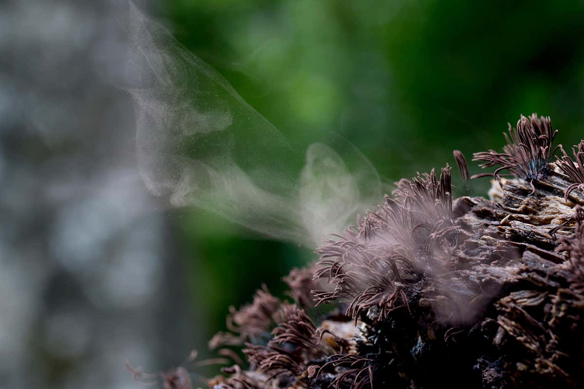 Mist of spores emerging from fungus