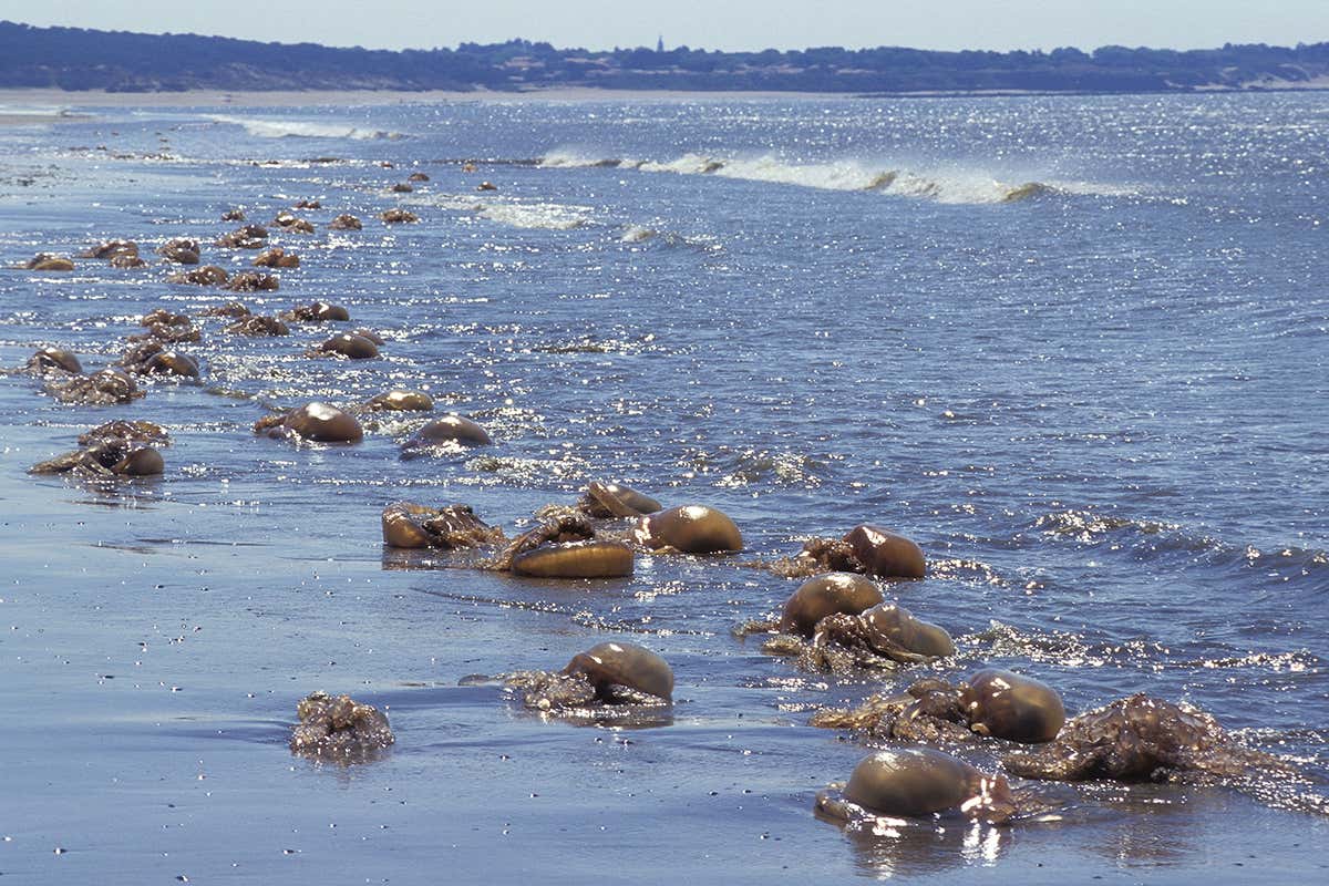 Oldest mass animal stranding revealed in Death Valley fossils