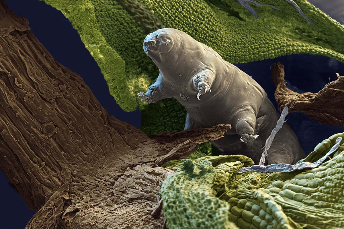 Water bear