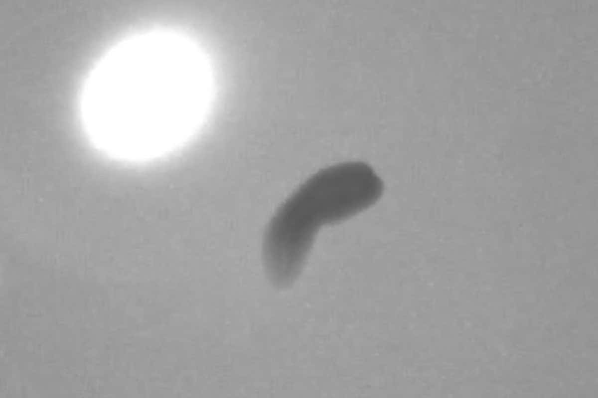 Flatworms can still ‘see’ even after they are decapitated