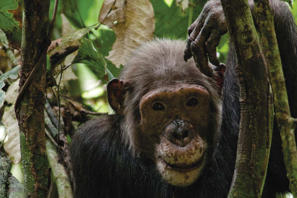 Signs of Alzheimer’s found in chimpanzees for the first time