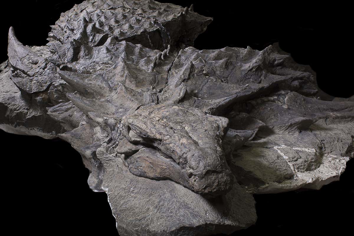 Borealopelta markmitchelli fossil