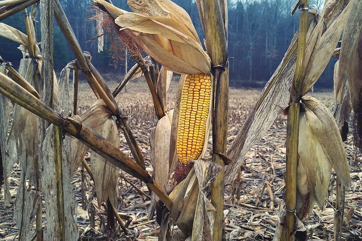 It took 2000 years to make seed for America's famous 'corn belt'