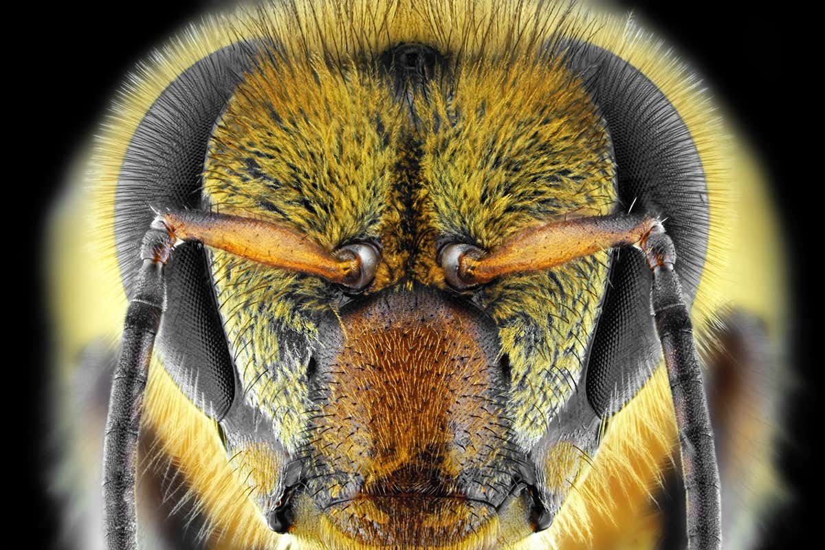 Bees are first insects shown to understand the concept of zero