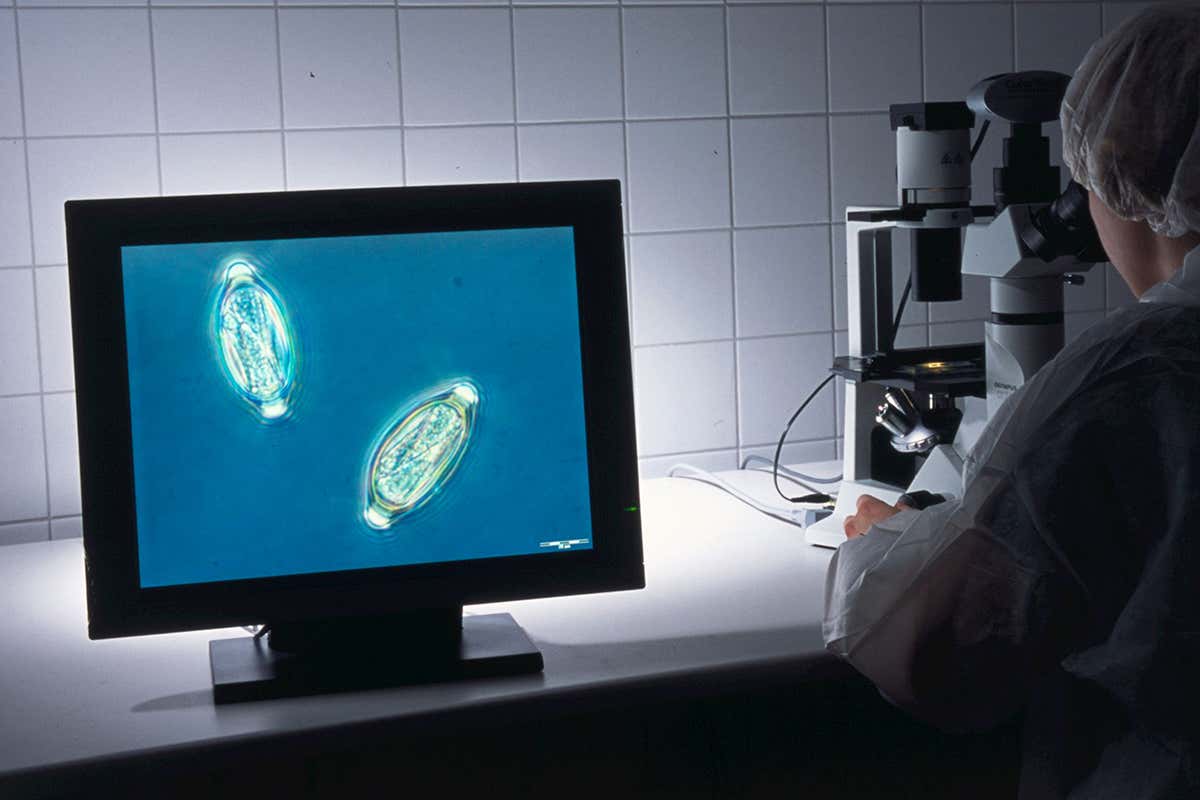 Pig whipworms on monitor