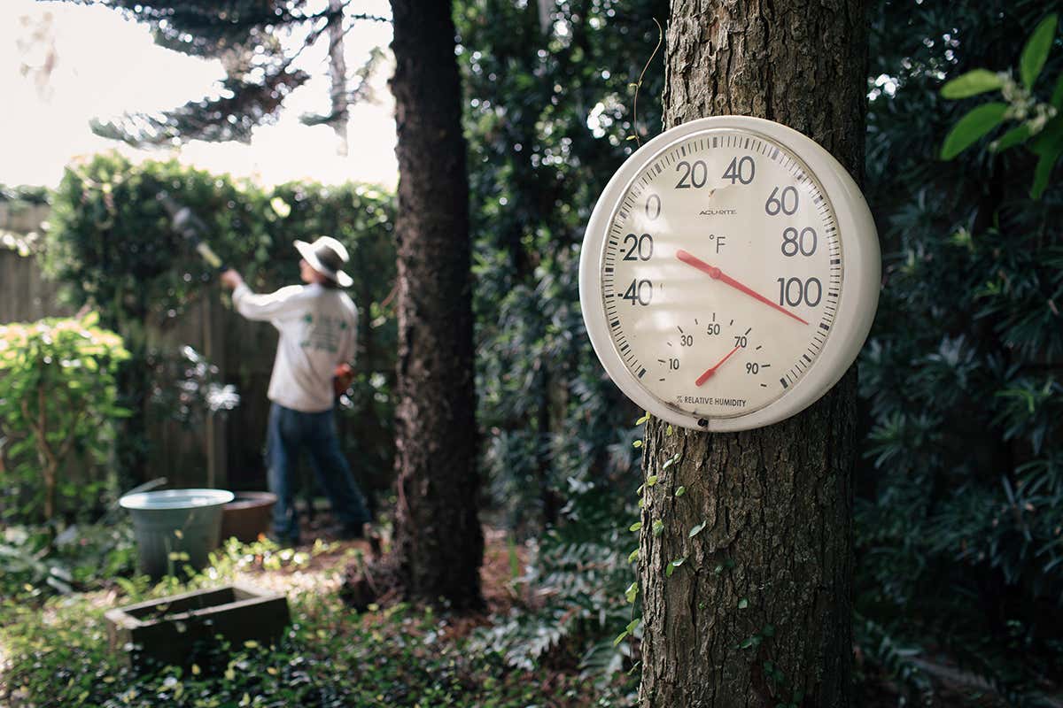 Thermometer in forest