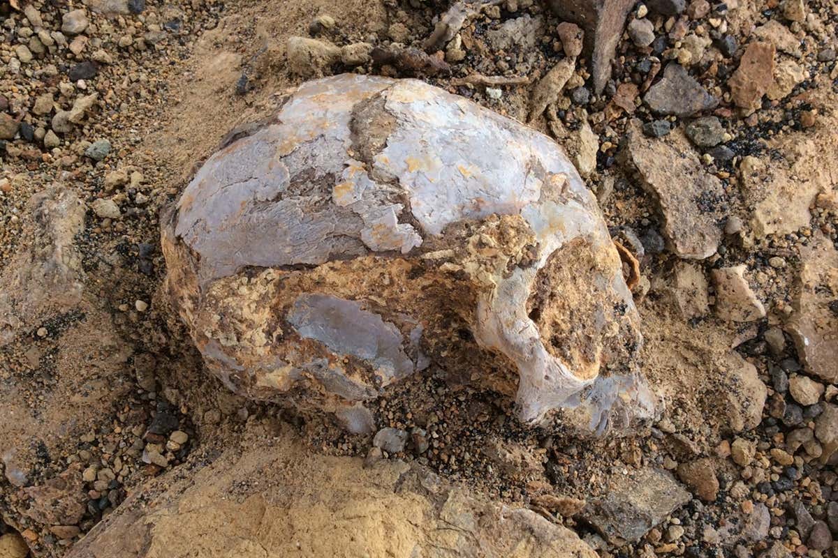 a partially excavated skull